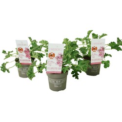 Pelargonium Capitatum 'anti-muggenplant' - 3 stuks - ⌀10cm - hoogte 15-25cm