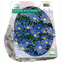 2 stuks - Anemone Blanda Blauw per 100