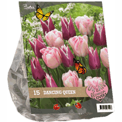 2 stuks - Urban Flowers Dancing queen per 15