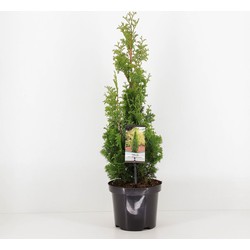 Thuja occidentalis degroot spire