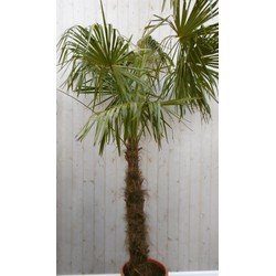 Winterharde Palmboom stamhoogte 100 cm en hoogte 225 cm