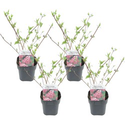 Deutzia x hybrida 'Strawberry Fields' - Set van 4 - Pot 17cm - Hoogte 25-40cm