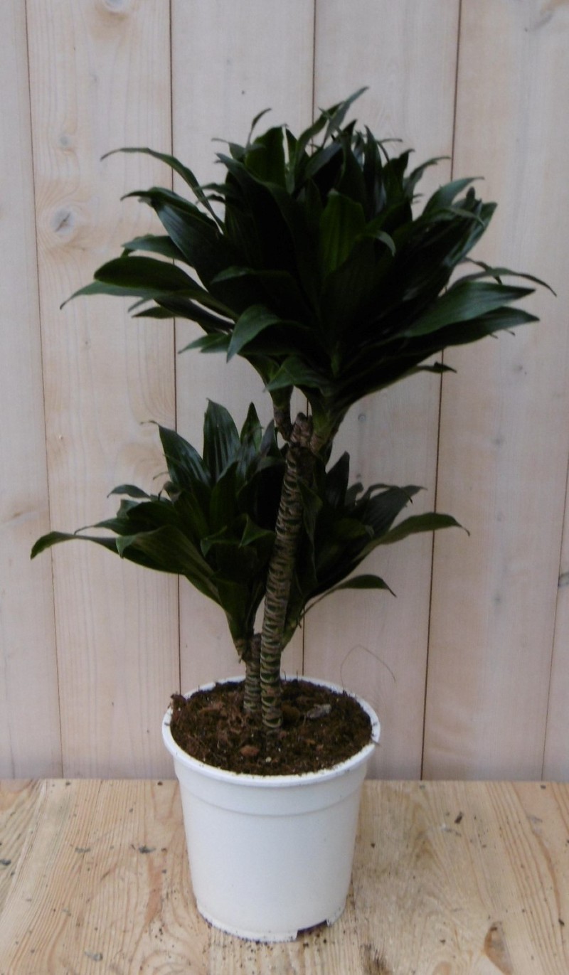 Kamerplant Drakenbloedboom Dracaena Compacta 60 cm - Warentuin Natuurlijk - 