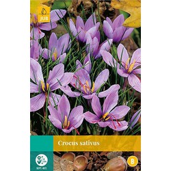 5 stuks - Crocus sativus 8 bollen