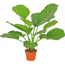 Kunstplant Calathea Elite 46 cm | NeverLeafs