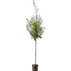 Grote pruimenboom Opal Prunus d. Opal 350 cm