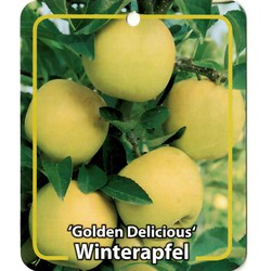 Malus Domestica Golden Delicious