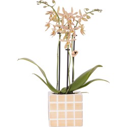 Kolibri Orchids | oranje 'Spider' orchidee + Mosa sierpot oranje - potmaat Ø9cm | bloeiende kamerplant - vers van de kweker