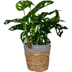 ZynesFlora - Monstera Obliqua in Mandje - Monkey Mask - Ø 12 cm - Hoogte: 25-35cm - Gatenplant