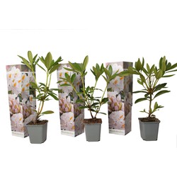 Rhododendron - Mix van 3 - Wit - Tuinplant - Pot 9cm - Hoogte 25-40cm