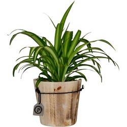 ZynesFlora - Chlorophytum in Houten Sierpot - Graslelie - Kamerplant in pot - Ø 12 cm - Hoogte: 25 - 30 cm - Luchtzuiverend