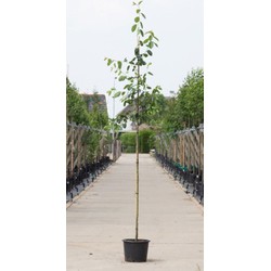 2 stuks! Krentenboom Robin Hill Amelanchier a. Robin Hill h 250 cm st. omtrek 7 cm boom