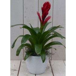 Bromelia witte pot 30 cm