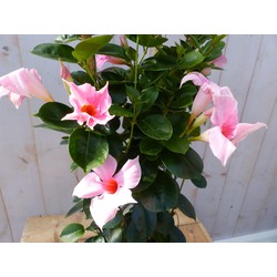 Dipladenia Mandevilla Sundaville roze 90 cm - Warentuin Natuurlijk