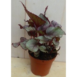 Kamerplant Mini blad Begonia Rood Begoniaceae - Warentuin Natuurlijk