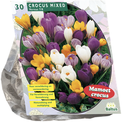 Crocus Grootbloemig Mix per 30 bloembollen