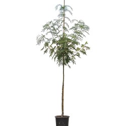 Lijsterbes Dodong Sorbus Dodong 250 cm