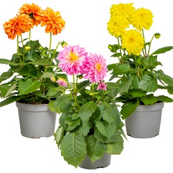 Floraya - Dahlia| Set van 3 stuks in diverse kleuren - Buitenplant in kwekerspot ⌀12 cm - ↕20-25 cm