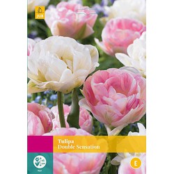 2 stuks - Tulipa Double Sensation 12 bollen