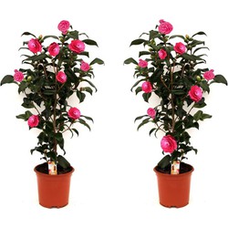Camellia Japonica Struik 2x - Japanse roos - Glanzende, donkergroene bladeren - Buitenplant - Decoratie - Roze - Hoogte van 55 tot 65 cm