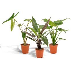 Hello Plants Alocasia Zebrina & Alocasia Cucullata - Ø 19 cm - Hoogte: 75 cm & 60 cm