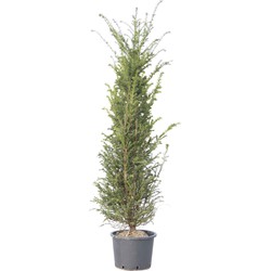 2 stuks! Taxushaag 160 cm Taxus baccata 170 cm