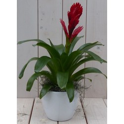 Bromelia witte pot 30 cm - Warentuin Natuurlijk