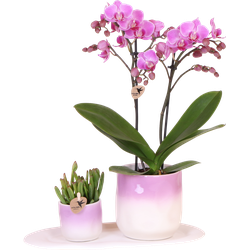 Kolibri Company | Plantenset Valentijn 'Gradience Pink' | Paarse Phalaenopsis Orchidee Vienna en Succulent incl. keramieken sierpotten