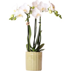 Kolibri Orchids | witte Phalaenopsis orchidee – Amabilis + Stripe sierpot groen – potmaat Ø9cm – 40cm hoog | bloeiende kamerplant in bloempot - vers van de kweker