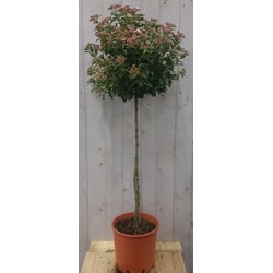 Viburnum Tinus stamhoogte 70 cm en hoogte 150 cm