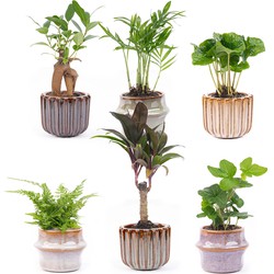 URBANJNGL - Mini planten set 6 - Inclusief pot set Barcelona