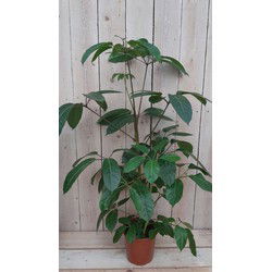 Kamerplant Schefflera Amate
