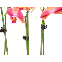Orchidee clips zwart set a 10 stuks - Nature