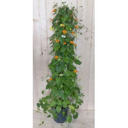Suzanne-met-de-mooie-ogen 90 cm