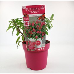 Hello Plants Buddleja Davidii Butterfly Candy Little Ruby Dwergvlinderstruik - Ø 19 cm - Hoogte: 25 cm