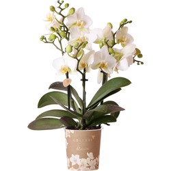 Kolibri Orchids | Witte phalaenopsis orchidee - Lausanne - potmaat Ø9cm | bloeiende kamerplant - vers van de kweker