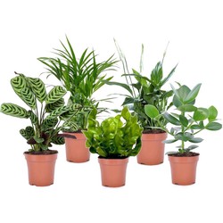 Luchtzuiverende kamerplanten - Mix van 5 stuks - Pot 12cm - Hoogte 25-40cm