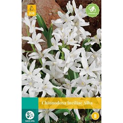 5 stuks - Chionodoxa luciliae Alba 15 bollen