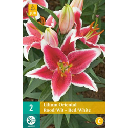 Lilium oriental Red/White