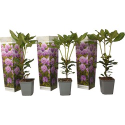 Rhododendron Catawbiense Purple - Set van 3 - Paars - Pot 9cm - Hoogte 25-40cm