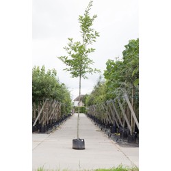 Amerikaanse eik Quercus rubra h 450 cm st. omtrek 16 cm