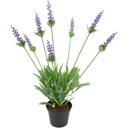 Hoyz Greenery - Kunstplant Lavendel 43 cm