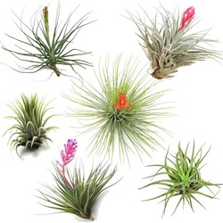 Tillandsia - Mix van 6 - Luchtplantjes - Hoogte 5-15cm