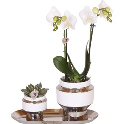 Kolibri Company - Set van witte orchidee en Succulent op zilveren dienblad - vers van de kweker