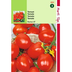 2 stuks - Tomaten Roma Vf
