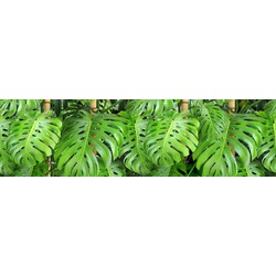 Sanders & Sanders zelfklevende behangrand tropische jungle bladeren groen - 14 x 500 cm - 600073