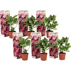 Hortensia Teller - Set van 6 - Roze - Hydrangea - Pot 9cm - Hoogte 25-40cm