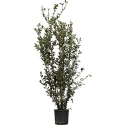 Steeneik solitair Quercus ilex 187,5 cm - Warentuin Natuurlijk