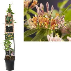 2 stuks - Klimplant Lonicera henryi 120 cm - Van der Starre