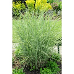 5 stuks - Miscanthus sinensis Morning Light - Samplant